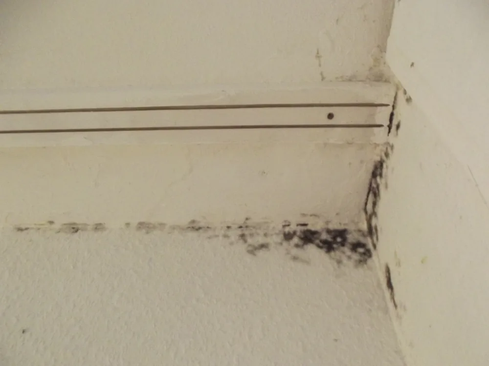 Technician in protective gear removing a mold-damaged wall in a Nine Mile Falls home